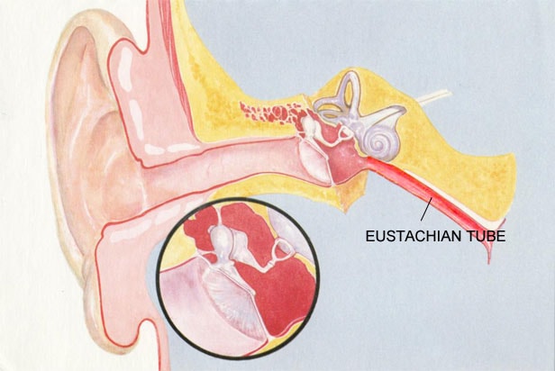 ear-eustachian-tube-min