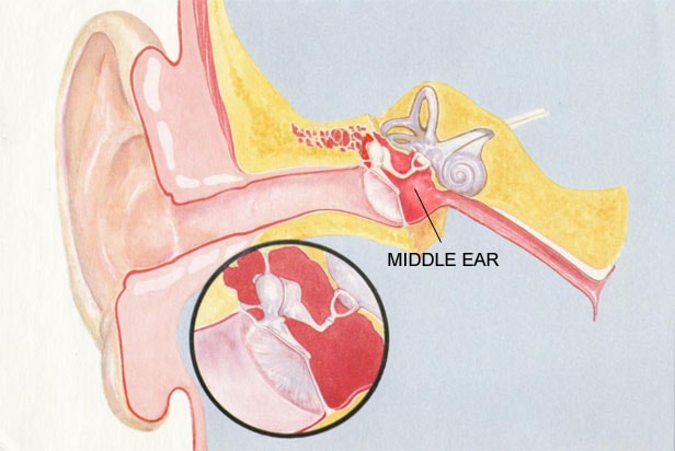 ear-middle-ear-min_0-1